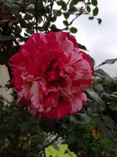 Au Coeur Du Jardin Villa La Boussac Eksteriør billede